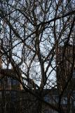 Willow Tree Branches