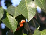 Holly Foliage & Berry Buds