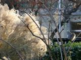Pampas Grass & Squirrel