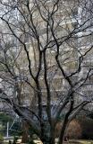 Dogwood & Willow Branches