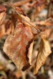 Witch Hazel Foliage