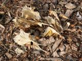 Hosta Foliage