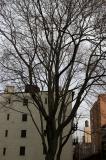 Trees in Old Saint Patricks Churchyard