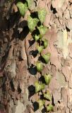 Ivy on a Sycamore Tree Trunk