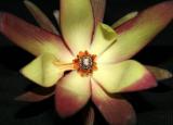 Leucadendron salignum - Common Sunshine Conebush