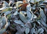 Frost on Lambs Ears or Stachys