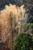 Winter Grass