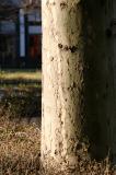 Sycamore Tree Trunk