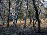 Beech Trees - Time Landscape Garden