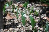 Snowdrops