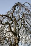 Beech Tree Top - NYU Silver Towers Garden