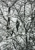 Blizzard of 06