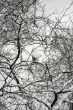 Blizzard of 06