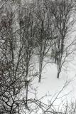Blizzard of 06