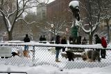Dog Run