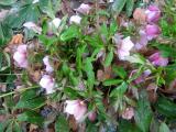 Helleborus or Lenten Rose