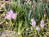 Crocus