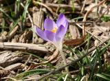 Crocus