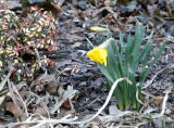 First Daffodil Bloom