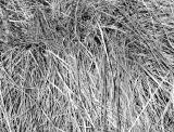 Weaving Grass - NYU Silver Towers Garden