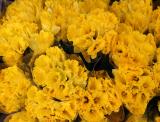 Daffodil Bouquets - Street Florist