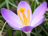 Crocus