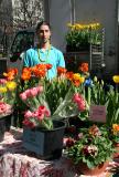 Tulip & Pansy Vendor - Flower Market