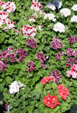 Geraniums - Flower Market