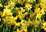 Daffodils - Flower Market