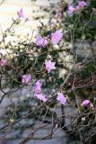 First Azaleas of the Season