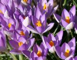 Crocuses