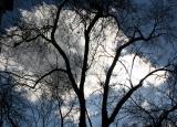 Elm Tree & March Sky