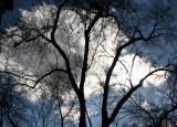 Elm Tree & March Sky