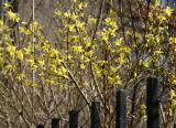 Forsythia