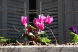 Cyclamen Flower Box