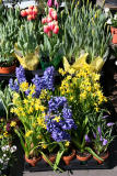 Tulips, Daffodils & Hyacinth for Sale
