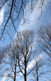 Oak Tree & March Sky - NYU Silver Towers Garden