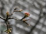 Pear Tree Buds