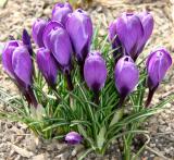 Crocus