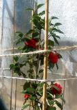 Camellia