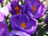 Crocuses