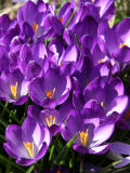 Crocuses