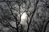 Sun through Sycamore Tree Branches