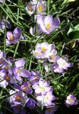 Crocuses