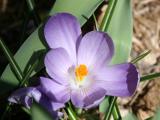 Crocus