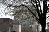 Pear Tree & Washington Square Arch