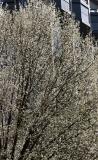 Pear Tree - NYU Courant Institute of Mathematics