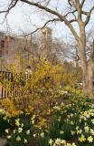 Forsythia & Daffodil Garden