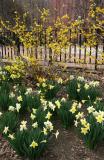 Forsythia & Daffodil Garden