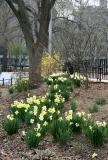 Forsythia & Daffodil Garden